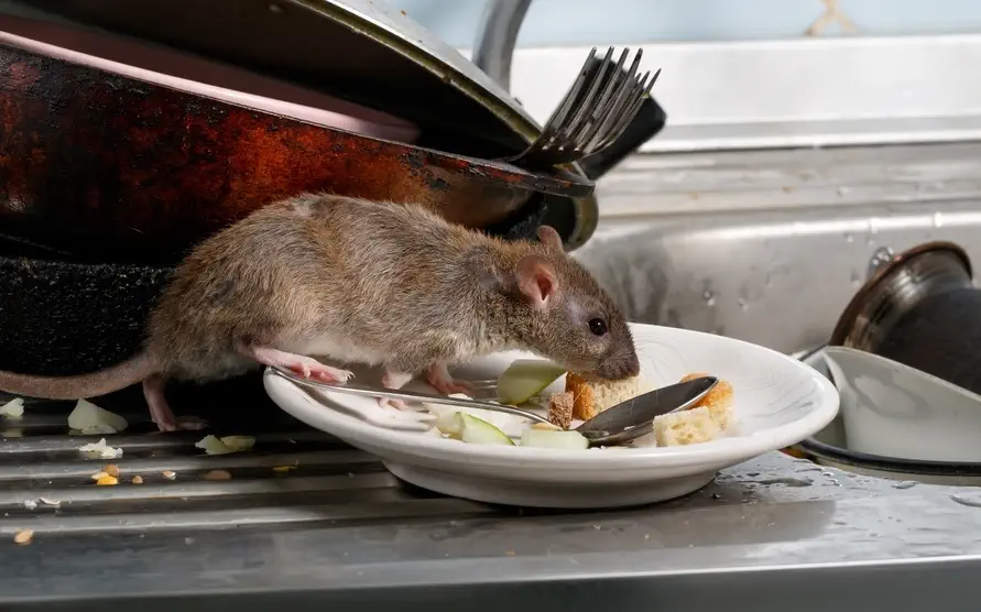 Rat Control in Melbourne for Your Business